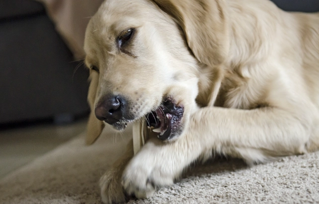 狗狗口腔健康檢查 狗狗口腔健康檢查