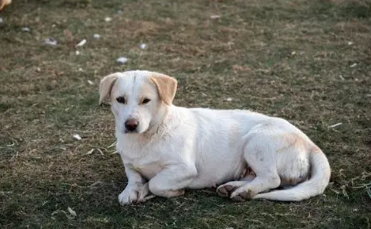 小型犬氣管問題 小型犬氣管問題