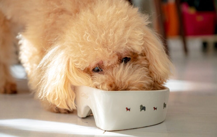 蝦殼對狗狗的影響 蝦殼對狗狗的影響