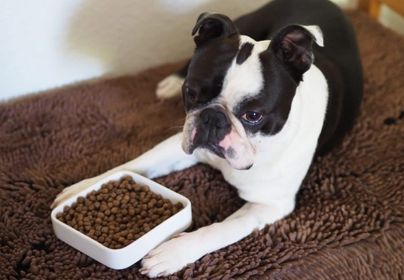 寵物益生菌餵食技巧
