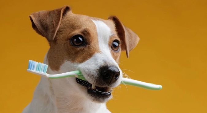 狗牙科麻醉風險