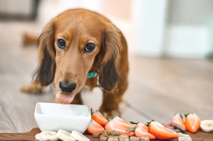 益生菌對寵物的好處