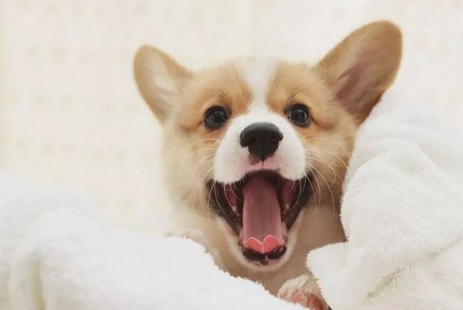 幼犬夜吠訓練 幼犬夜吠訓練