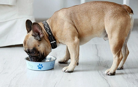 寵物益生菌餵食技巧