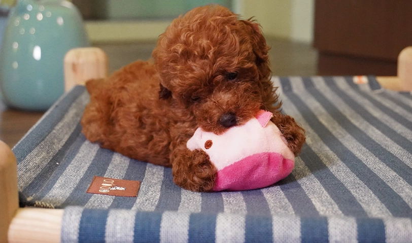 貴賓狗飼養 貴賓狗飼養