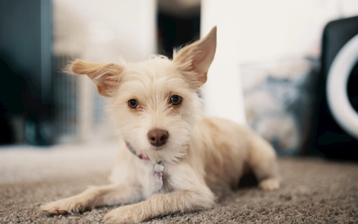 狗狗寄生蟲治療