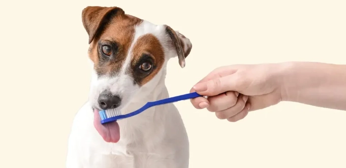 寵物刷牙技巧 寵物刷牙技巧