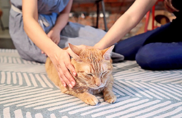 貓行為治療師培訓