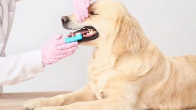 寵物牙膏選擇