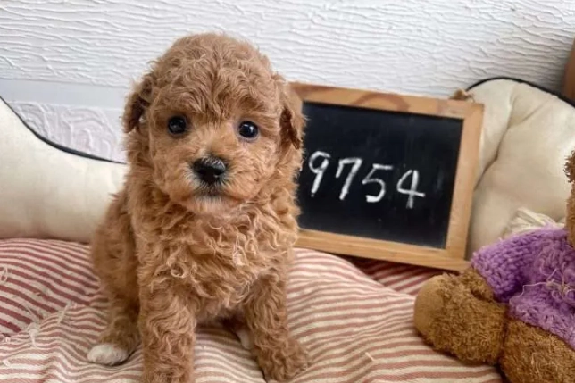 四個月大貴賓餵食