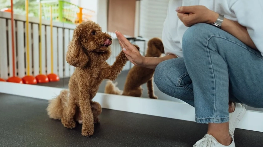 分離焦慮行為矫正