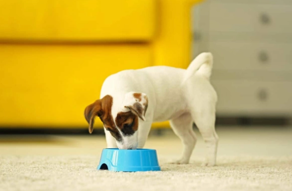 狗狗益生菌如何使用