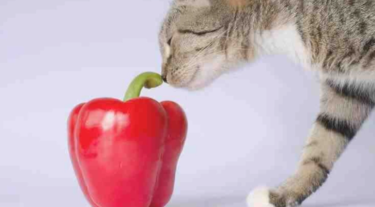 貓吃甜椒