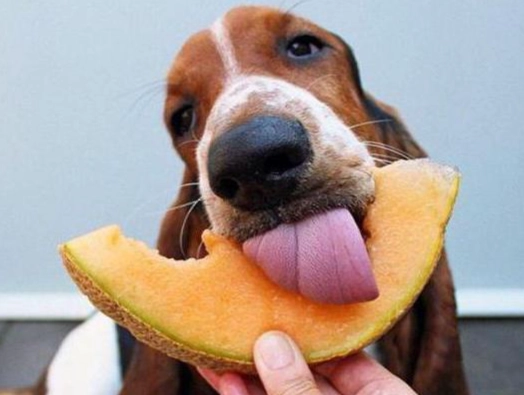 綠色蜜瓜對狗的好處