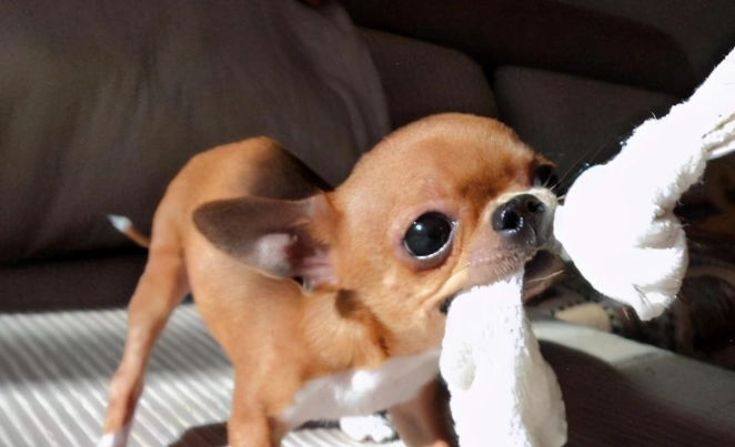 吉娃娃吠叫問題