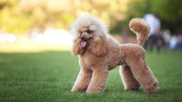 貴賓犬選擇技巧