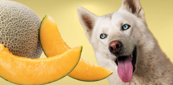 綠色蜜瓜對狗的好處