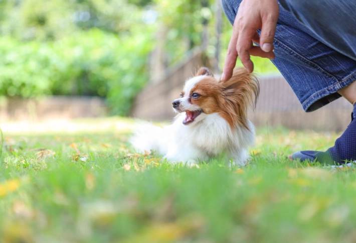陌生狗狗行為解讀
