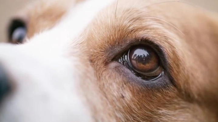 狗狗眼疾症狀