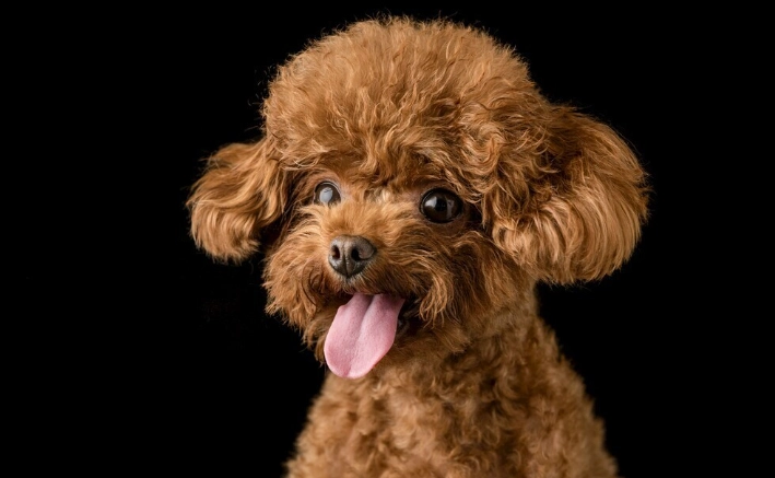 狗狗腸胃道出血症狀