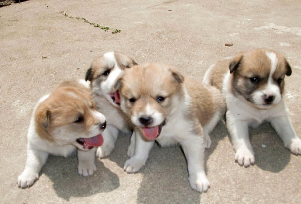 氣管塌陷狗狗食物