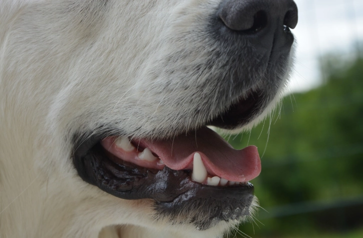 狗狗牙痛獸醫治療