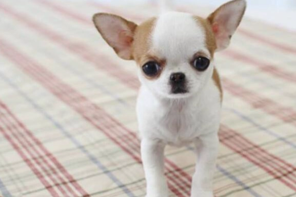 吉娃娃體重管理