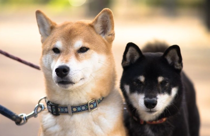 小型犬不叫訓練