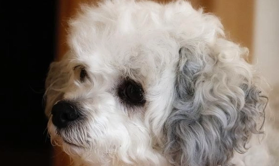 狗眼睛化膿原因