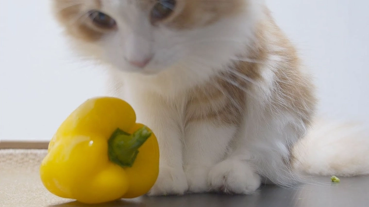 甜椒對貓的影響