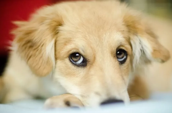 狗狗眼睛水汪汪原因