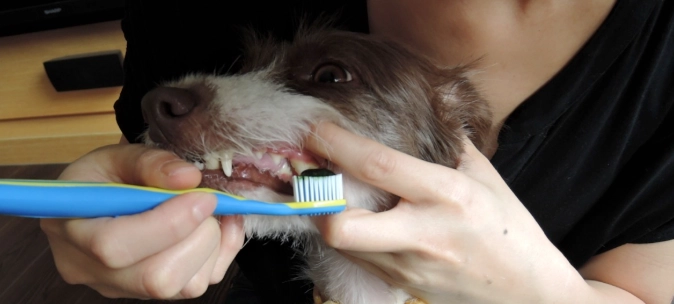 狗狗不喜歡刷牙解決方法 狗狗不喜歡刷牙解決方法