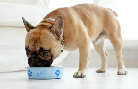 狗狗尿血怎麼辦