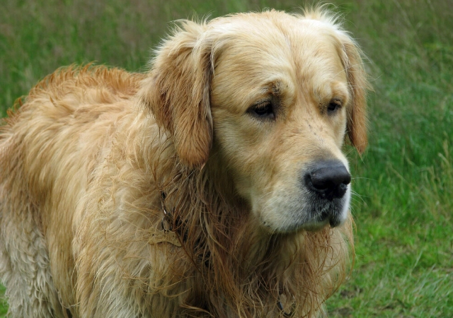 狗肢體語言解讀