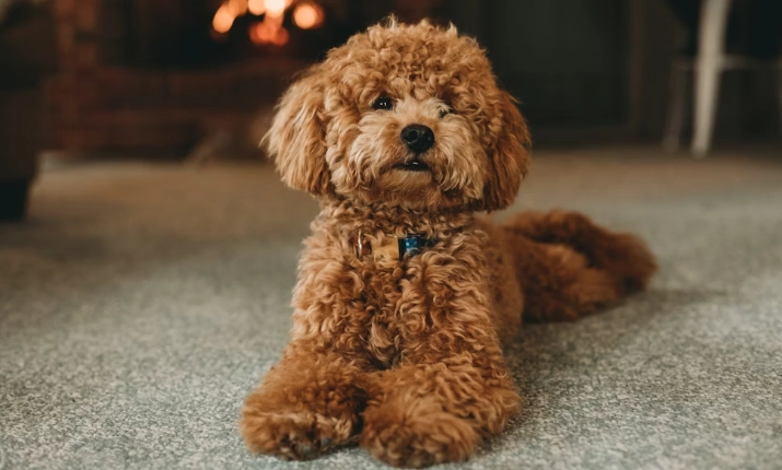 貴賓狗品種 貴賓狗品種