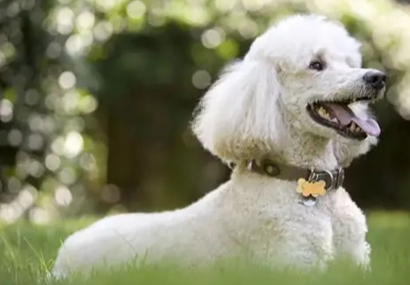 貴賓犬體型比較