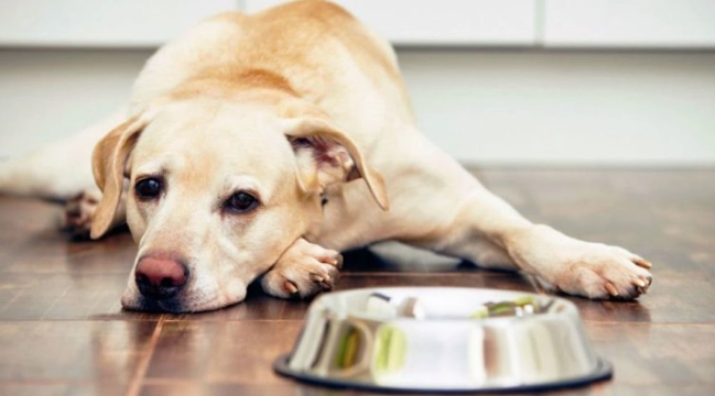 狗不吃飯解決方法
