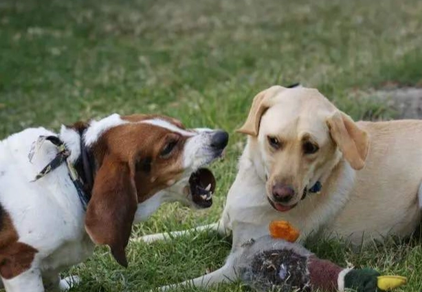 如何讓狗喜歡你