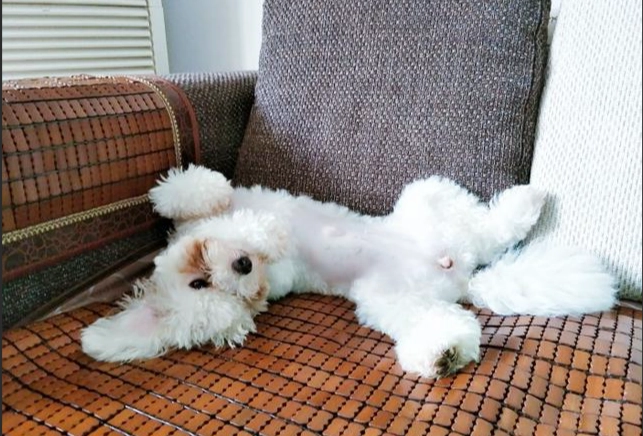 狗喜歡的人特質