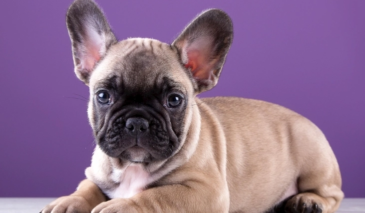 狗狗呼吸困難處理