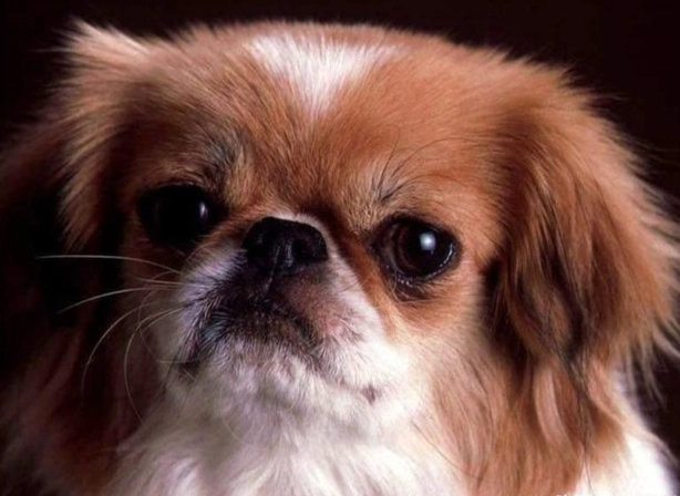 狗壽命影響因素