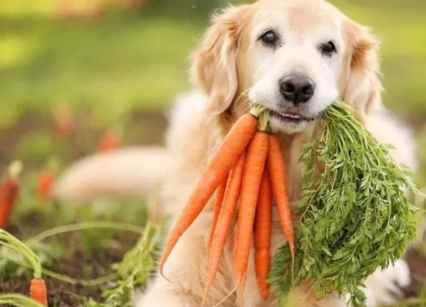 冬瓜對狗的好處