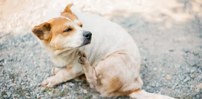 狗耳朵酵母菌感染