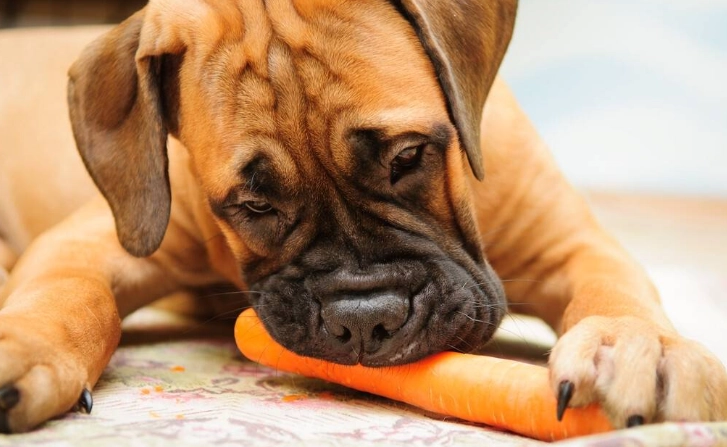 狗咳嗽卡住處理