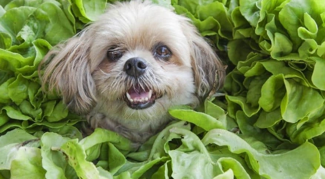 寵物飲食皮膚健康 寵物飲食皮膚健康