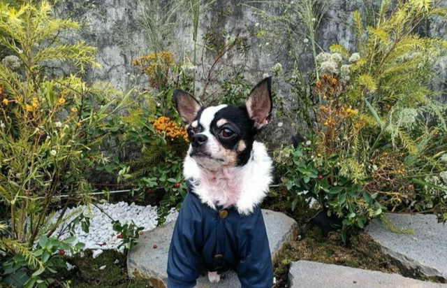 台灣吉娃娃領養