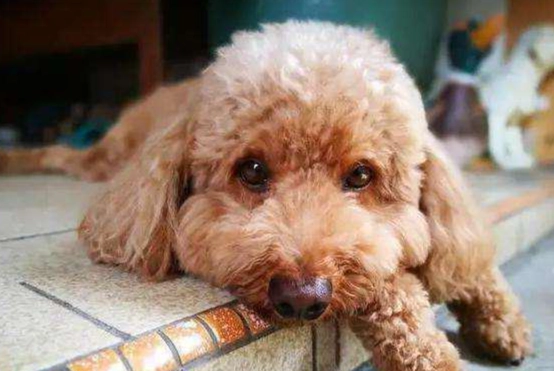 狗眼睛化膿治療