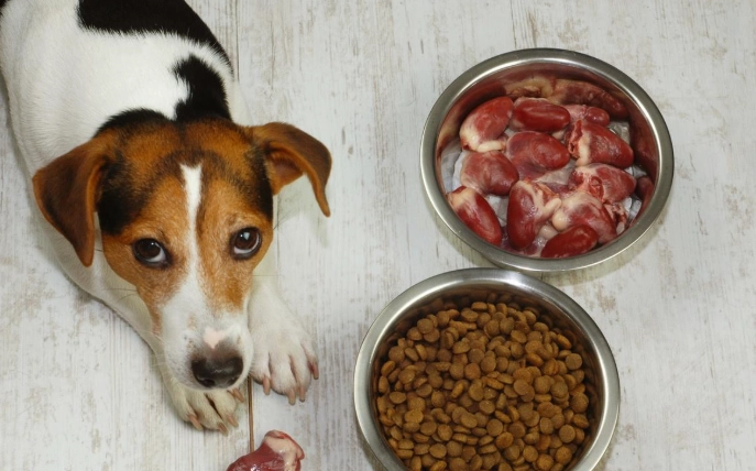 寵物皮膚健康食物