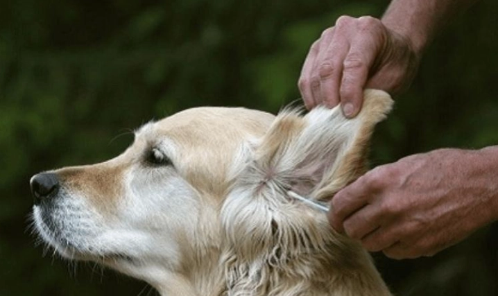 狗狗皮膚酵母菌治療