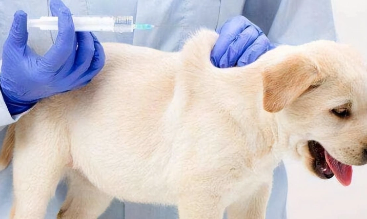 狗狗預防針頻率